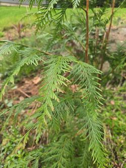 Thuja plicata Tree Aprx 3 Ft Tall