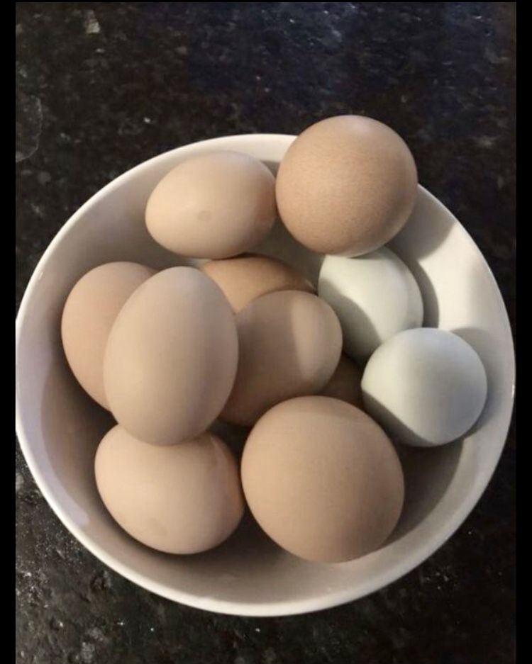 Fresh organic eggs!
