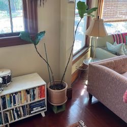 Fiddle leaf fig
