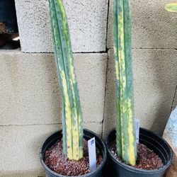 $150 For 2 Pachanoi Variegated Cactus Imported