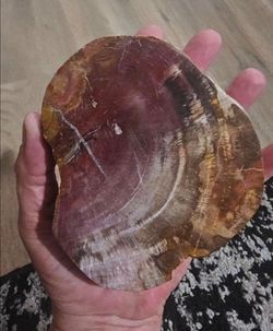 🪵Crystals | Petrified Wood Slab 🪵