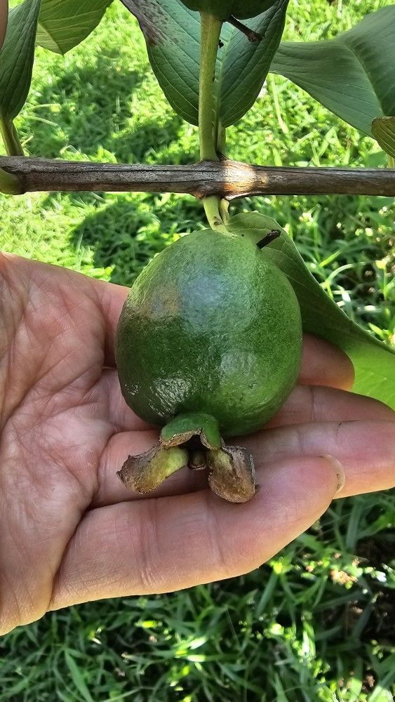 Pink guava  tree in 3 gal pot