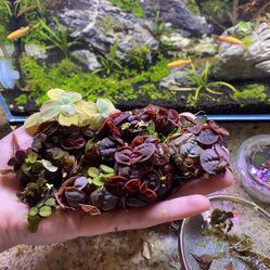 Handful Of Assorted Floating Plants Contains At Least 3 Types 