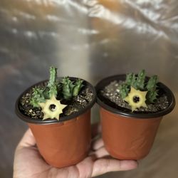 Huernia Thuretii  🪴🌼🪰