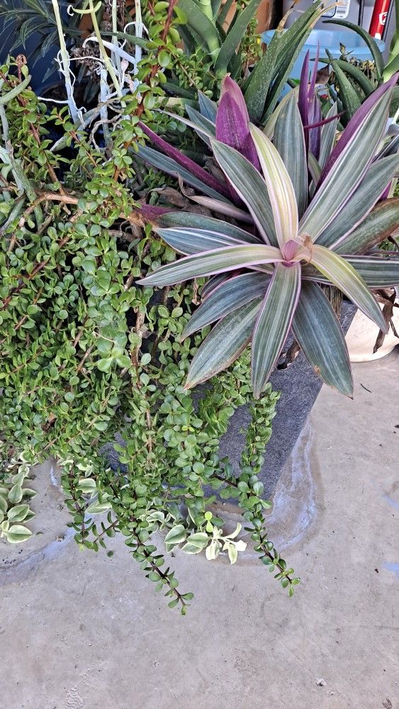 Succulent Potted Plant