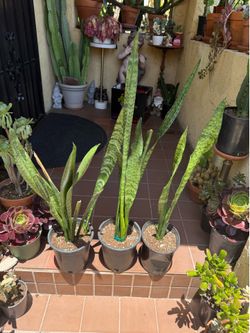 Sansevieria Snake House Plants Succulent