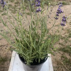 Lavender Plant 