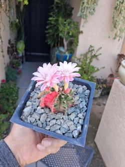 Gymnocalycium Mihanovichii Variegated $25