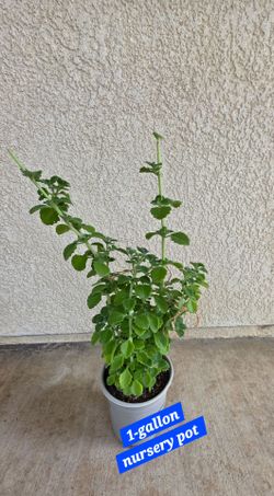 🪴🌿Planta de Vaporub/Vicks Plant💚🌿