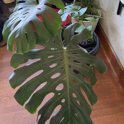 Monstera cutting house Plant 