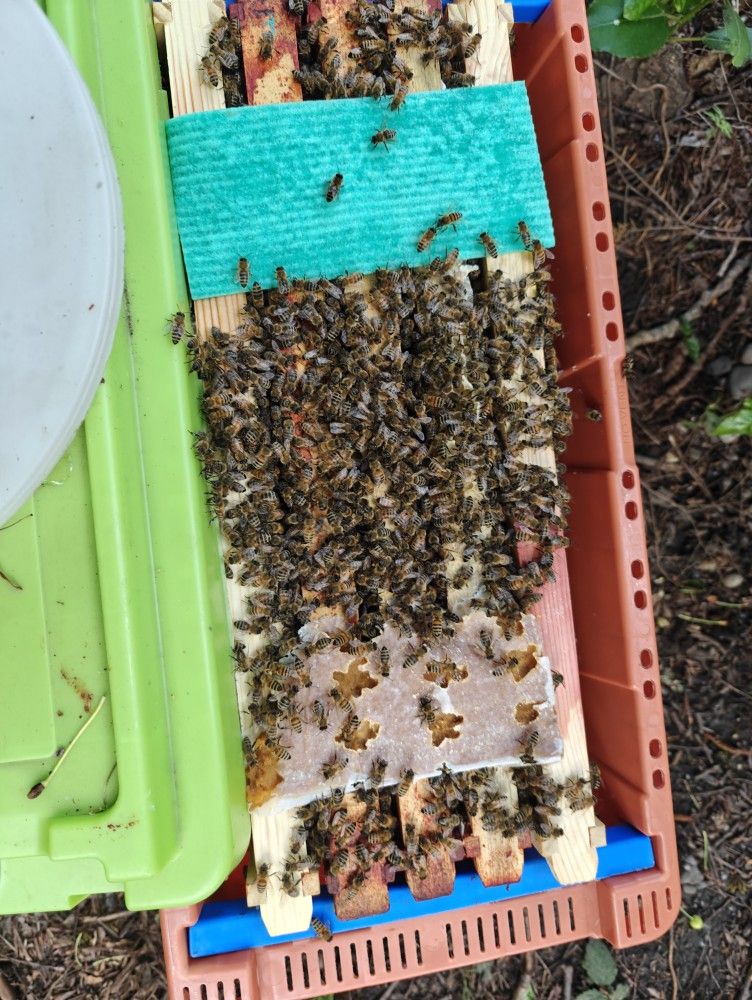 Local Bee Nucs
