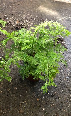 Mother fern plant in 4 in pot