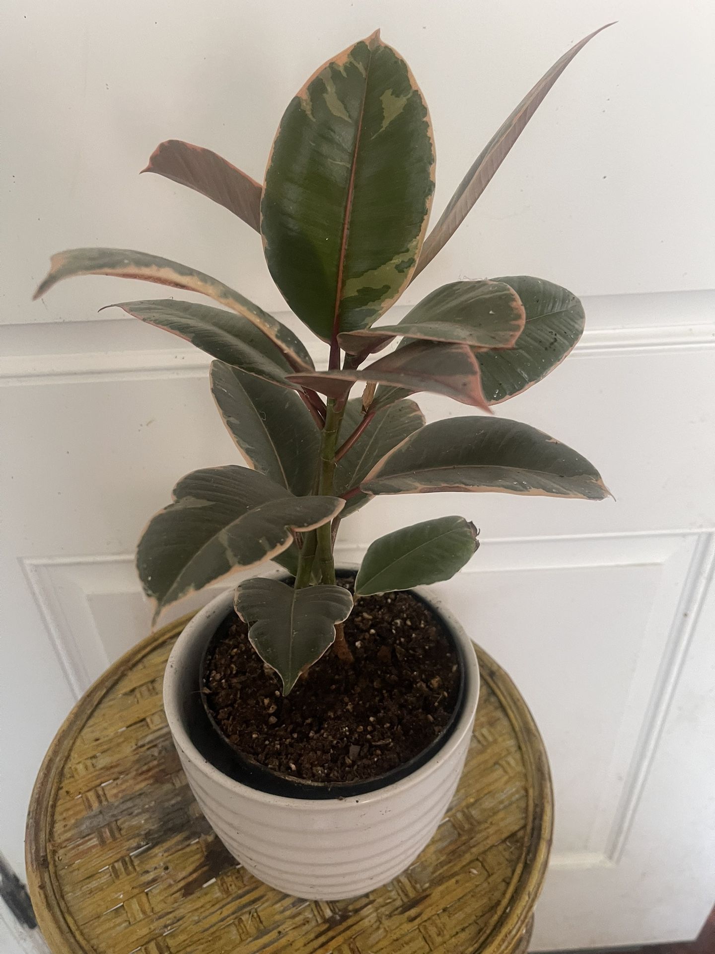 Bundle Plants
