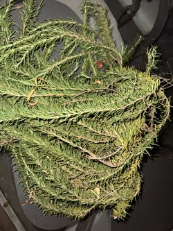 Free organic rosemary