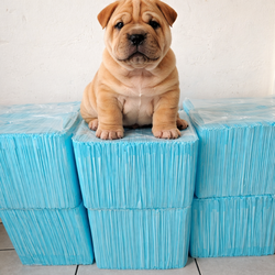 100 Training pads for puppies 23 x 30 pulgadas