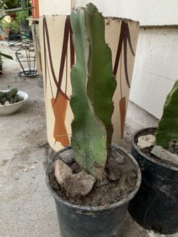 Dragon fruit cactus strawberry pear Hylocereus Pitaya white-fleshed houseplant