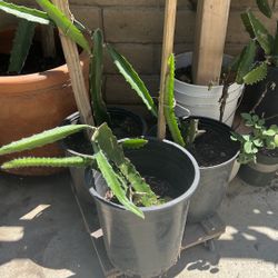 Dragon Fruit