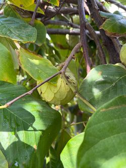 Custard Apple, Cherimoya, Anona