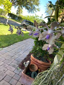 Blooming Vanda orchid