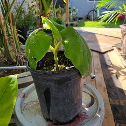Yerba Santa