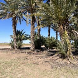 Date Palm Trees