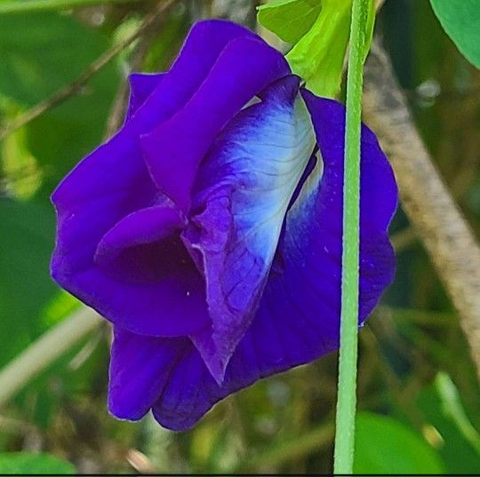 Blue Pea Vine Plant