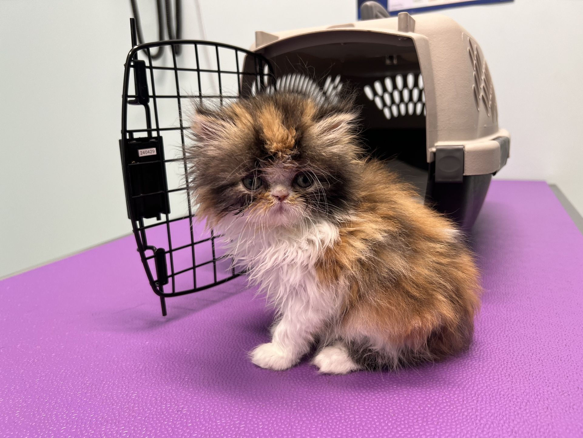 Persian Kitten