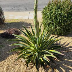 Variegated American Agave