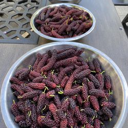 Fresh Organic Mulberries 