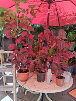3FT IRISINE PLANTS (read description