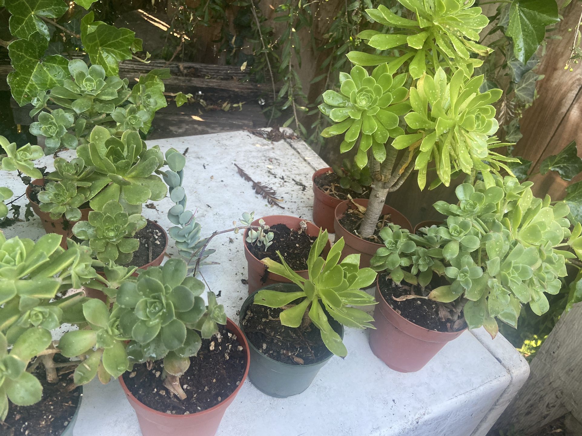 Succulents For Sale