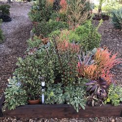 Succelents large 1 gal $6 each $30 minimum sale