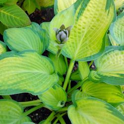 Large Hosta Plant