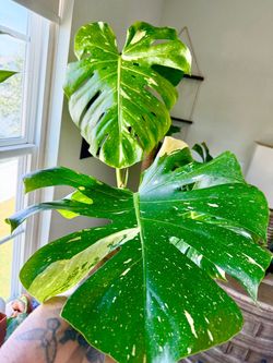 Philodendron Monstera Thai Constellation 2 Leaf Cutting