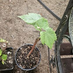 Garden Plant Grape Blue, Cabernet Sauvignon 