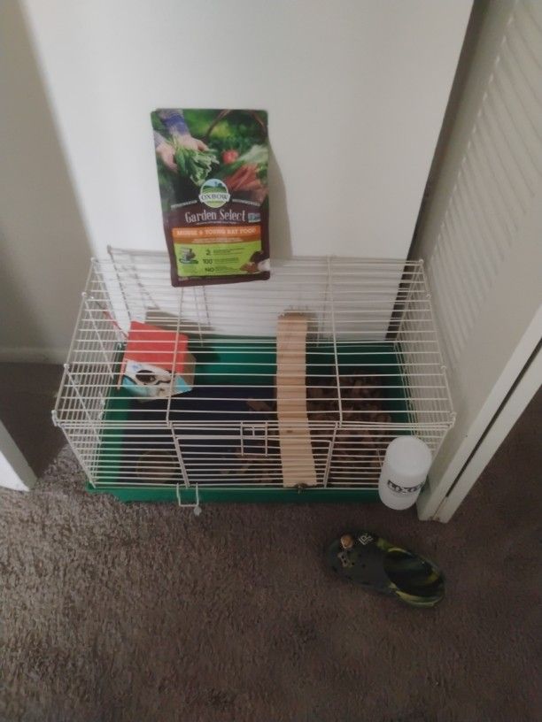 Rat Cage Setup