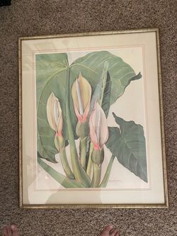 Elephant Ears Limited Edition Print