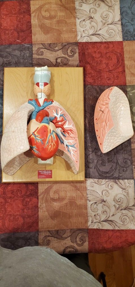Denoyer Geppert Anatomical ModelCardiopulmonary Model