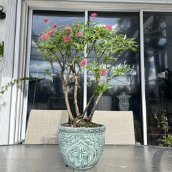 Tropical Plant Bonsai
