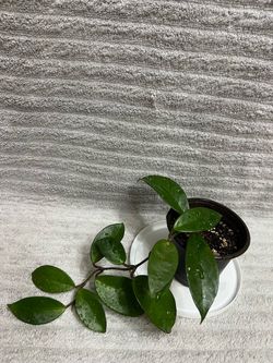 Hoya Plant
