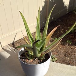 Aloe Vera Plant 
