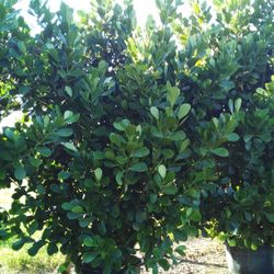 PRICE REDUCED!VERY BIG CLUSIA PLANT FOR SALE!  SPECTACULAR BEST QUALITY & BEST PRICE IN TOWN