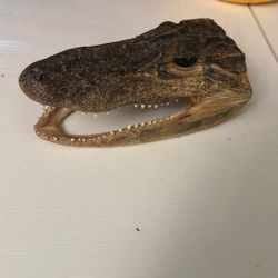 Alligator 