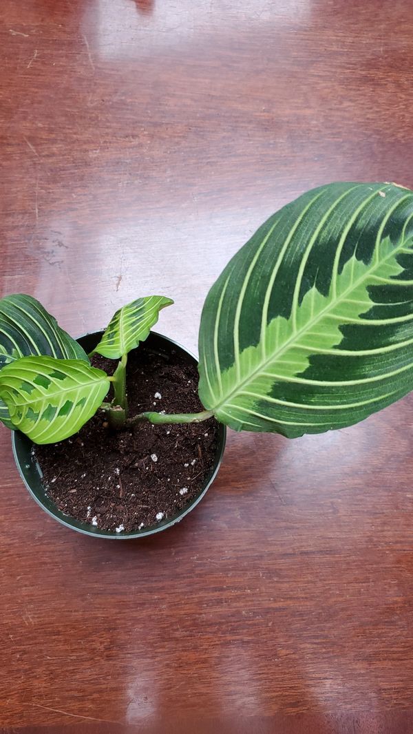 Lemon lime prayer plant in nursery pot for Sale in Olympia 
