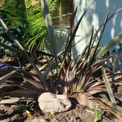 New Zealand Flax Plants $40  OBO