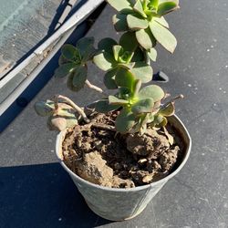 Succulent
