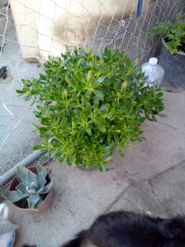 Large Succulent