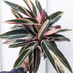 Calathea Stromanthe Triostar Plant 6" Pot - Indoor House Plants 