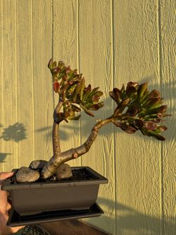 Bonsai  Over Shrek Ear Jade