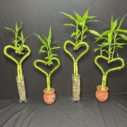 Heart Shaped Lucky Bamboo Plants($10 each)